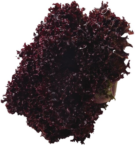Lollo Rosso Maat 8 Kist 8 stuks
