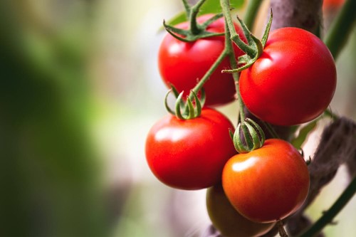 Tomatoes A packed 1kg each-3