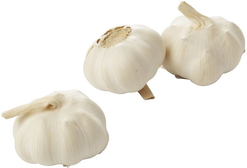 Knoflook Vers per KG