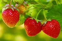 Strawberries Dutch Large 500 Gr Class 1-3