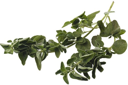Oregano Per 1 stuks