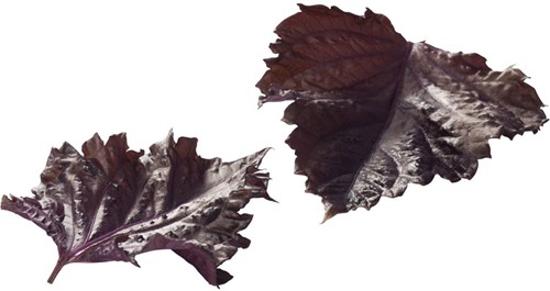 Shiso Purper Leaves 15 blaadjes