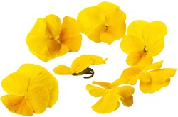 Edible Flower yellow violets 20-25 Pcs