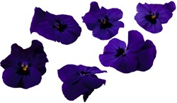 Edible Flower purple violets 20-25 pcs