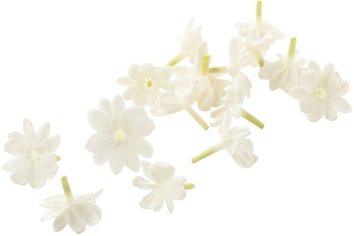 Jasmine Blossom 25 St
