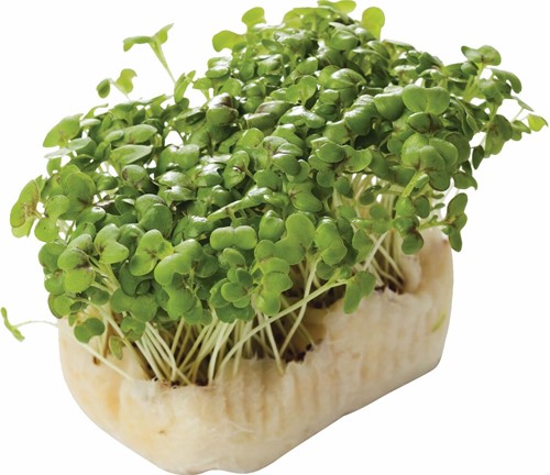 Mustard Cress