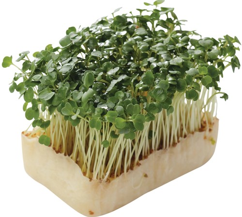 Rucola Cress
