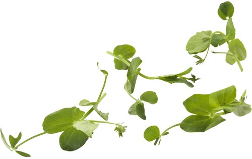 Crazy Pea (Salad Pea) 110 gram per 1 stuks