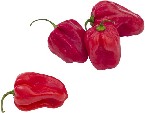Habanero pepers rood verpakt 250gr stuk
