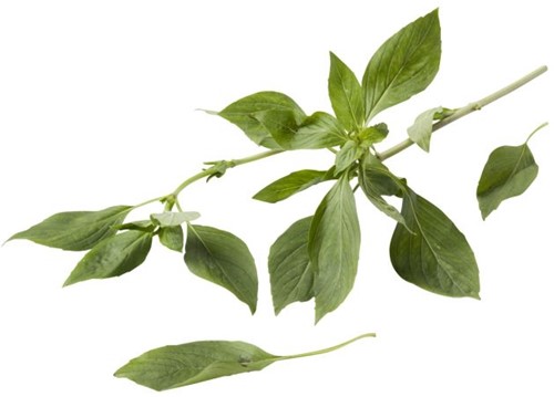 Thaise Basilicum St
