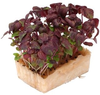 Shiso Purple Doos 8 stuks