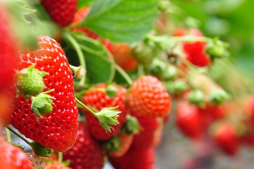 Strawberries Dutch Large 500 Gr Class 1-2
