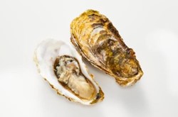 Schaal- & Schelpdieren